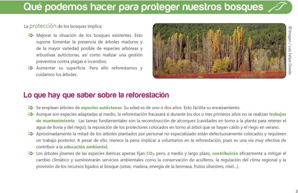 Aumentar su superficie. Para ello reforestamos y cuidamos los árboles. Imagen / Luis Felipe Oviedo Lo que hay que saber sobre la reforestación Se emplean árboles de especies autóctonas.