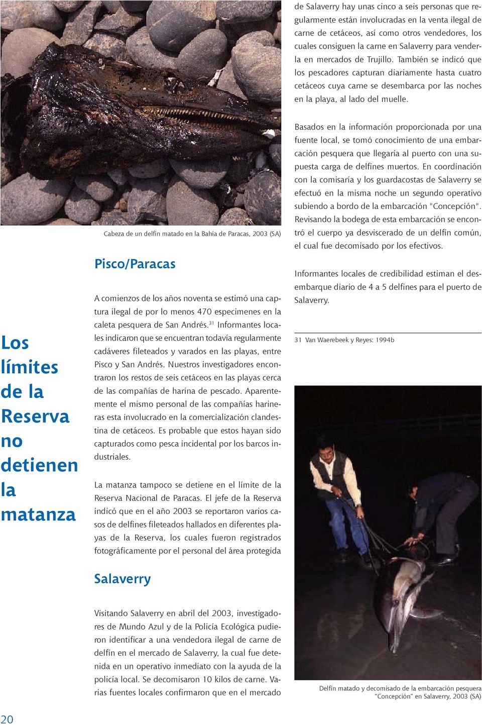 Los límites de la Reserva no detienen la matanza Cabeza de un delfín matado en la Bahía de Paracas, 2003 (SA) Pisco/Paracas A comienzos de los años noventa se estimó una captura ilegal de por lo