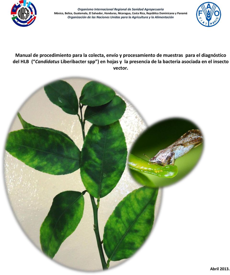 ( Candidatus Liberibacter spp ) en hojas y la