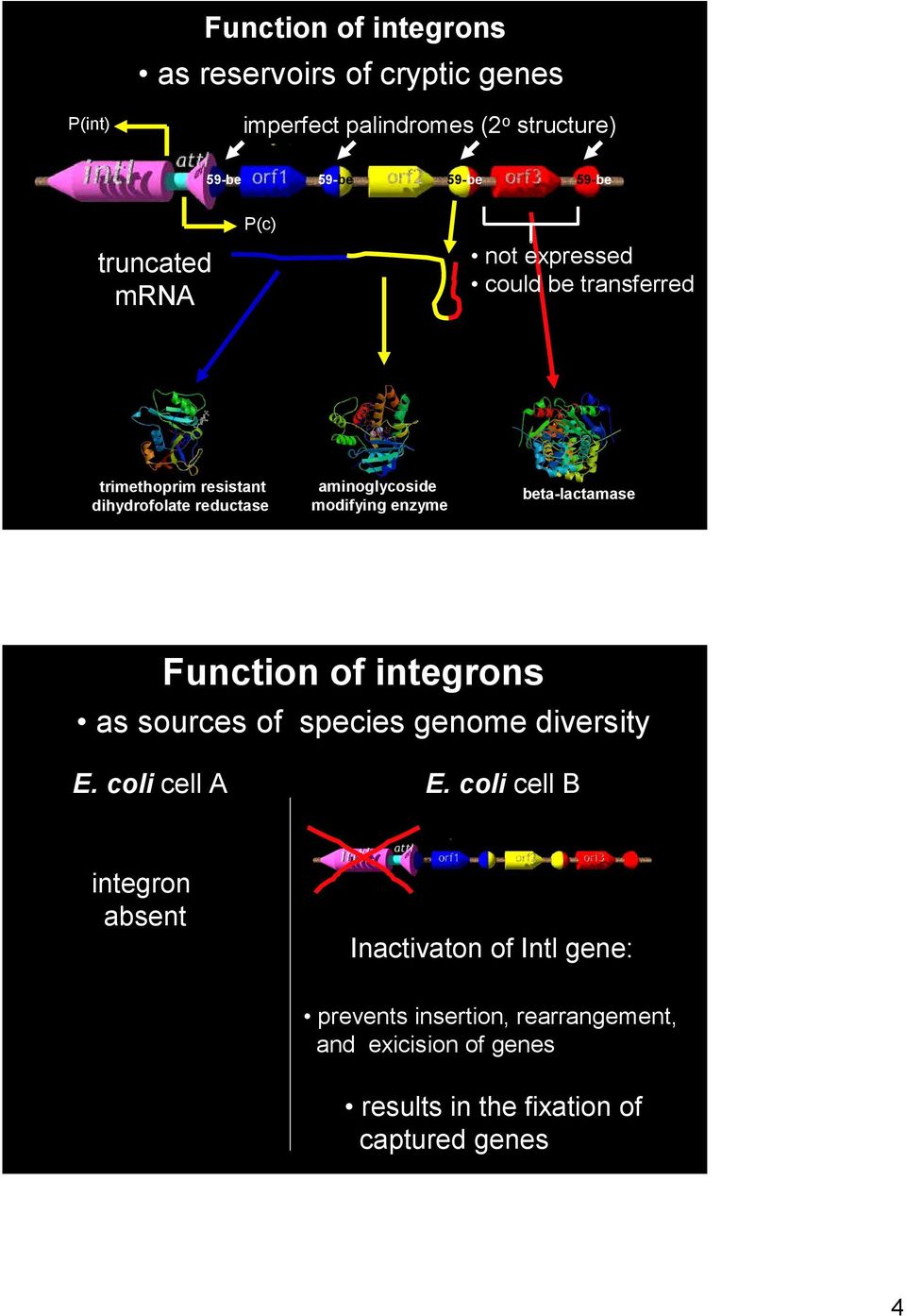 enzyme beta-lactamase Function of integrons as sources of species genome diversity E. coli cell A E.