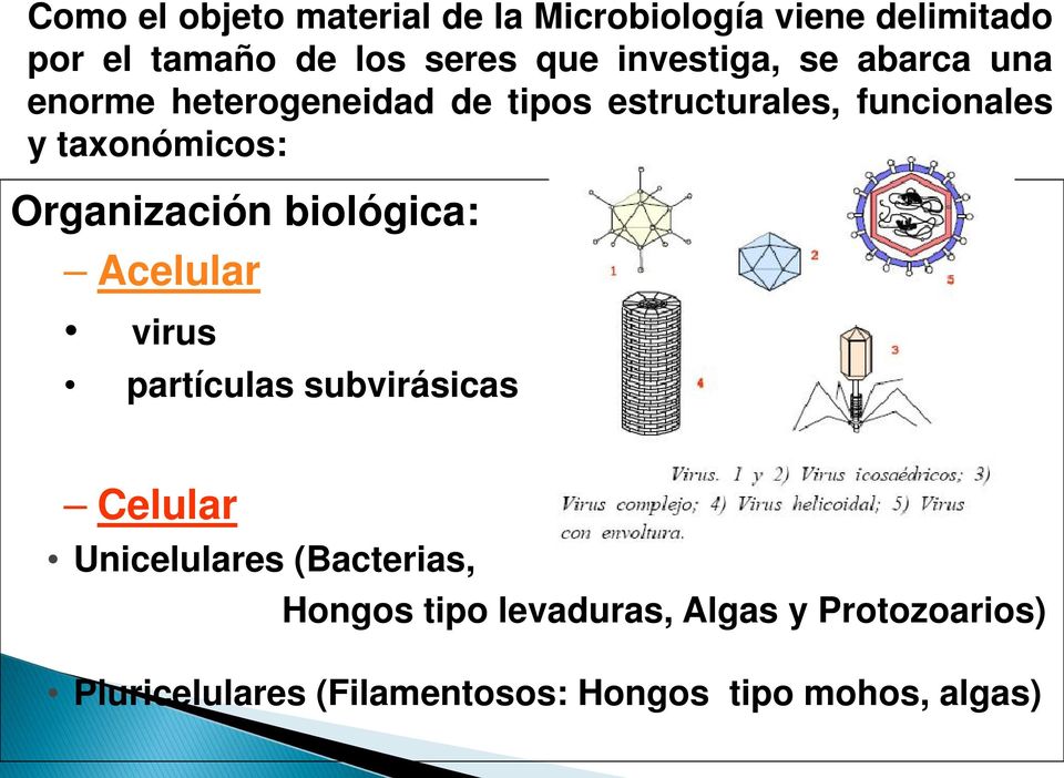 taxonómicos: Organización biológica: Acelular virus partículas subvirásicas Celular Unicelulares