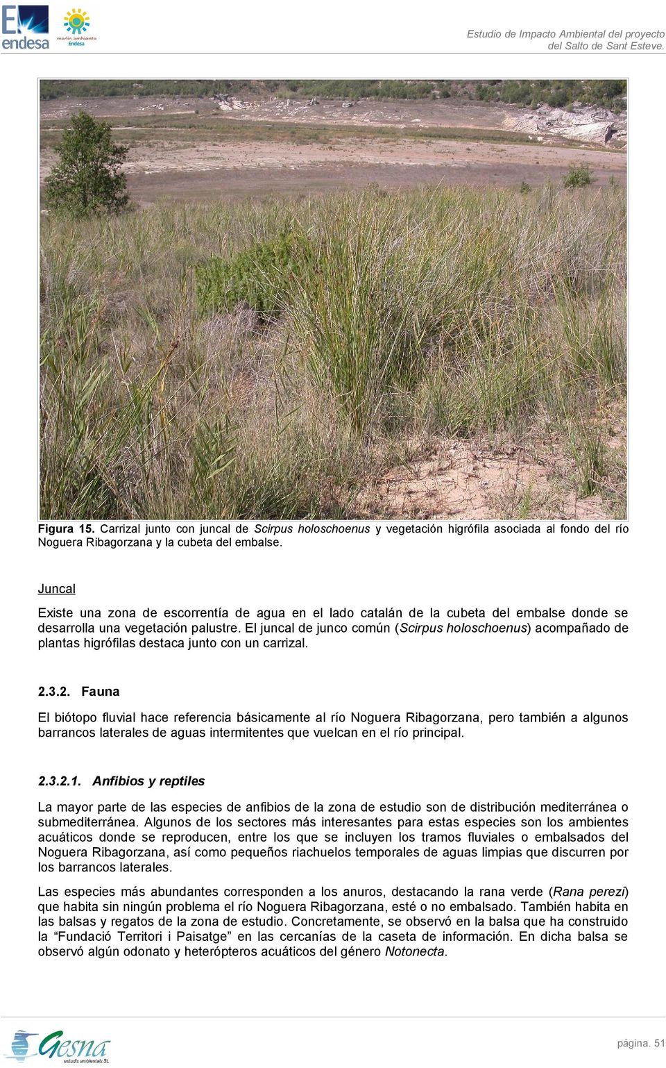 El juncal de junco común (Scirpus holoschoenus) acompañado de plantas higrófilas destaca junto con un carrizal. 2.