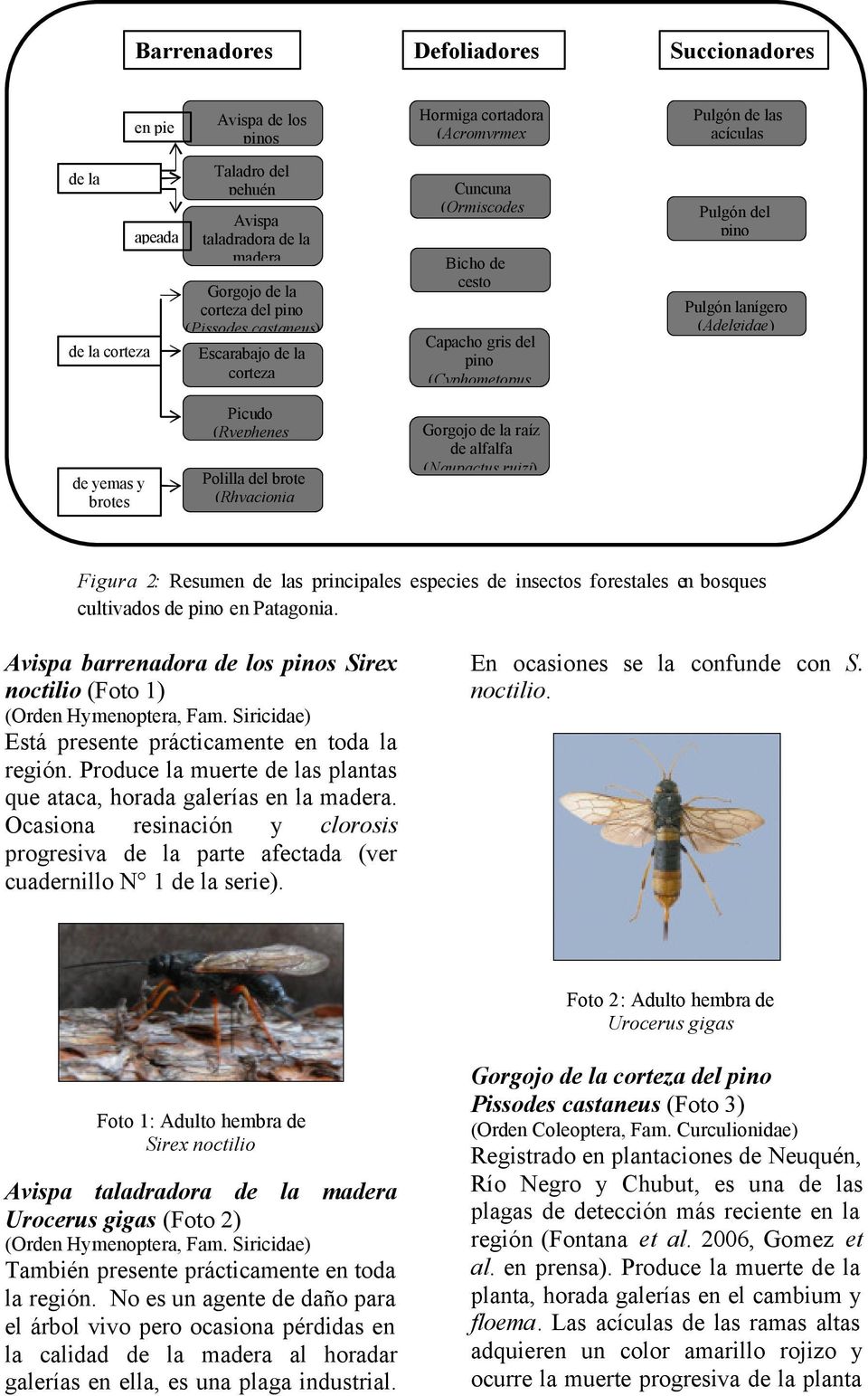yemas y brotes Picudo (Ryephenes Polilla del brote (Rhyacionia Gorgojo de la raíz de alfalfa (Naupactus ruizi) Figura 2: Resumen de las principales especies de insectos forestales en bosques