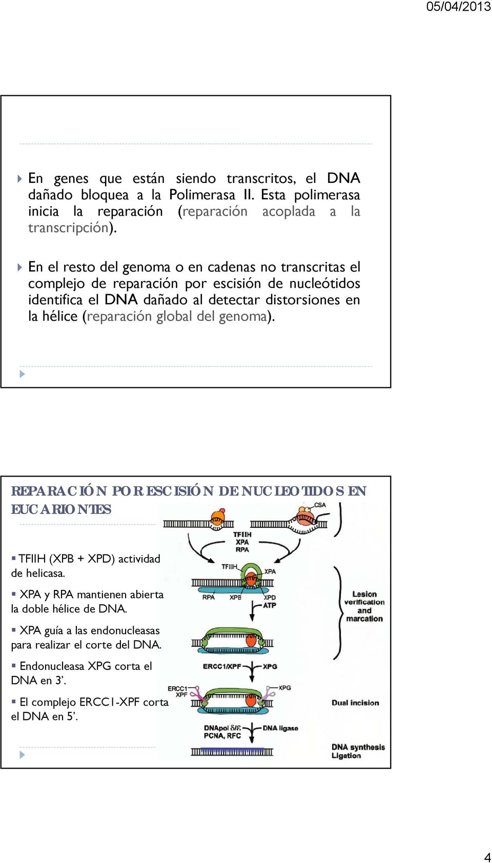 hélice (reparación global del genoma). REPARACIÓN POR ESCISIÓN DE NUCLEOTIDOS EN EUCARIONTES TFIIH (XPB + XPD) actividad de helicasa.