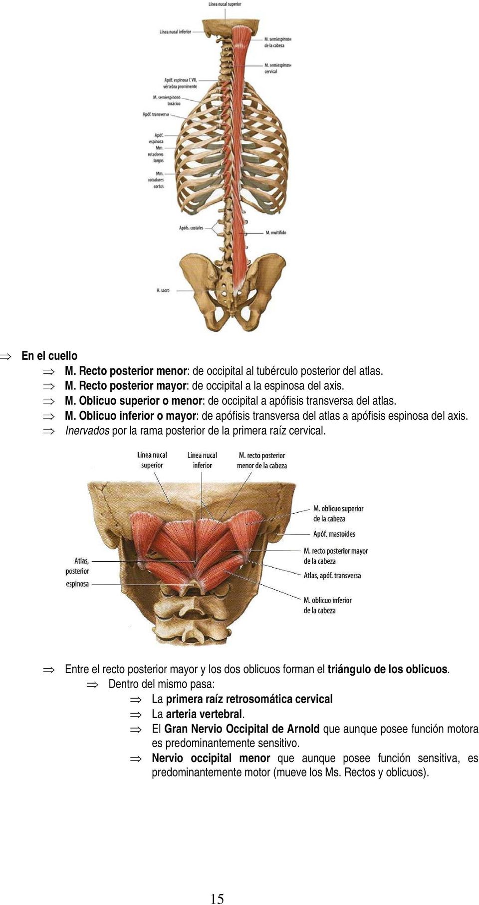 Entre el recto posterior mayor y los dos oblicuos forman el triángulo de los oblicuos. Dentro del mismo pasa: La primera raíz retrosomática cervical La arteria vertebral.