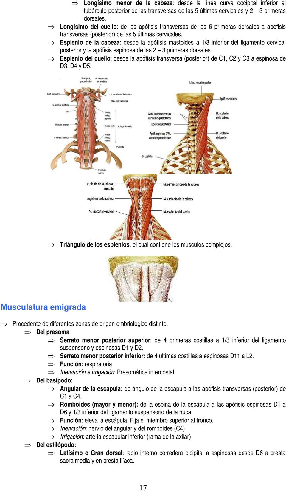 Esplenio de la cabeza: desde la apófisis mastoides a 1/3 inferior del ligamento cervical posterior y la apófisis espinosa de las 2 3 primeras dorsales.