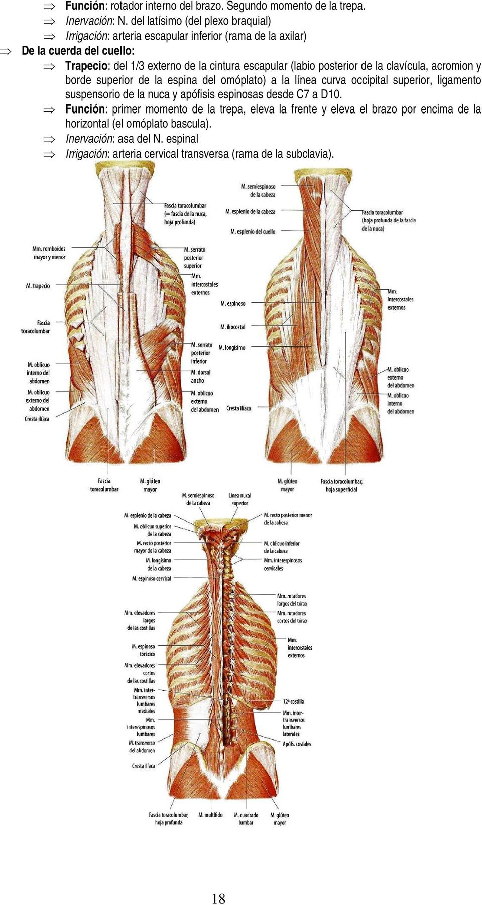 escapular (labio posterior de la clavícula, acromion y borde superior de la espina del omóplato) a la línea curva occipital superior, ligamento suspensorio de la
