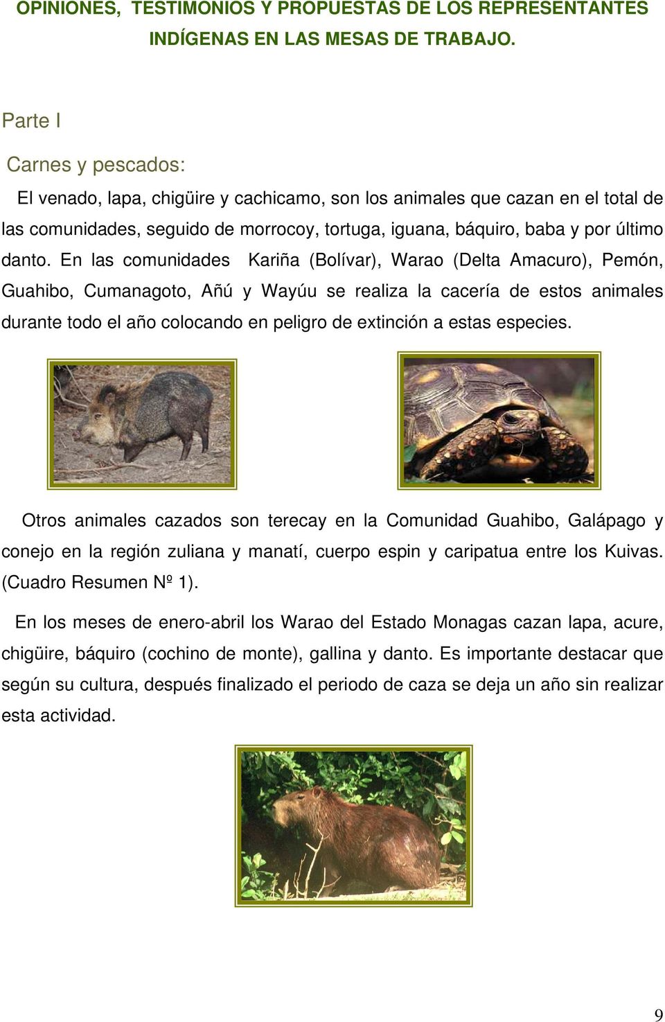 En las comunidades Kariña (Bolívar), Warao (Delta Amacuro), Pemón, Guahibo, Cumanagoto, Añú y Wayúu se realiza la cacería de estos animales durante todo el año colocando en peligro de extinción a
