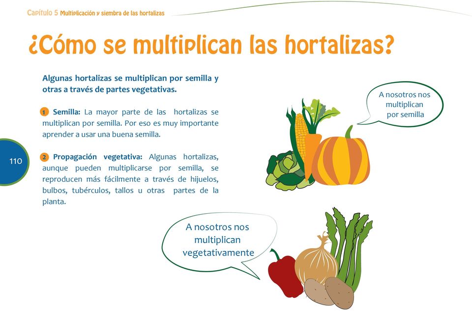 1 Semilla: La mayor parte de las hortalizas se multiplican por semilla. Por eso es muy importante aprender a usar una buena semilla.