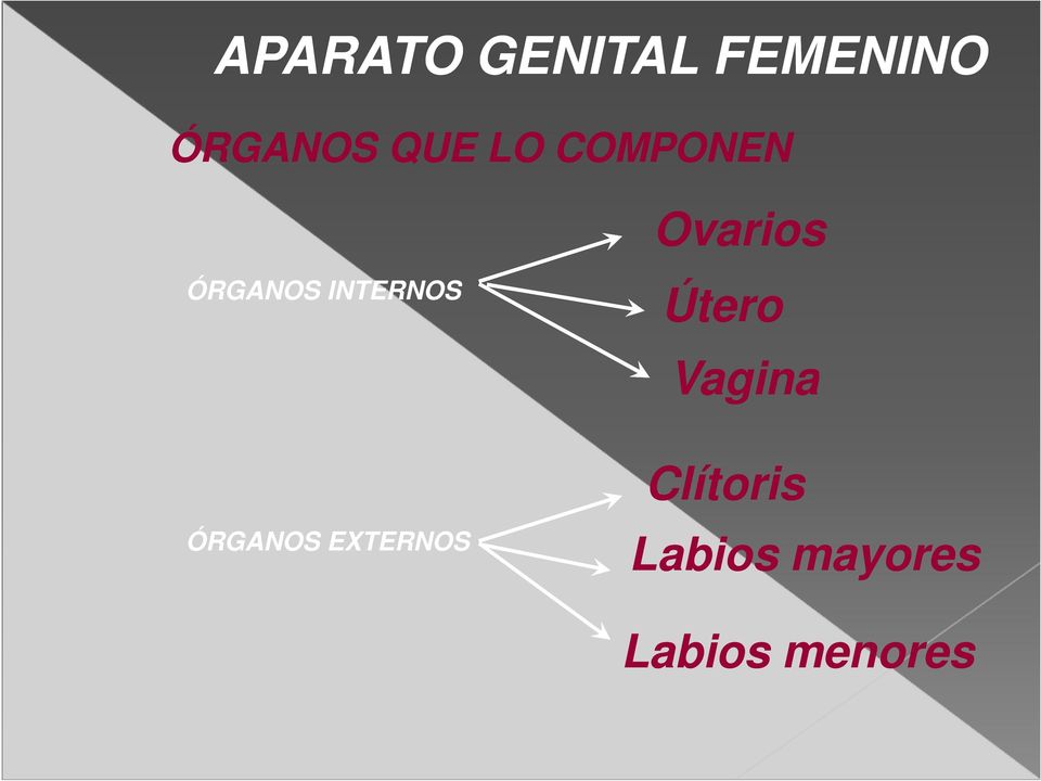 Útero Vagina ÓRGANOS EXTERNOS