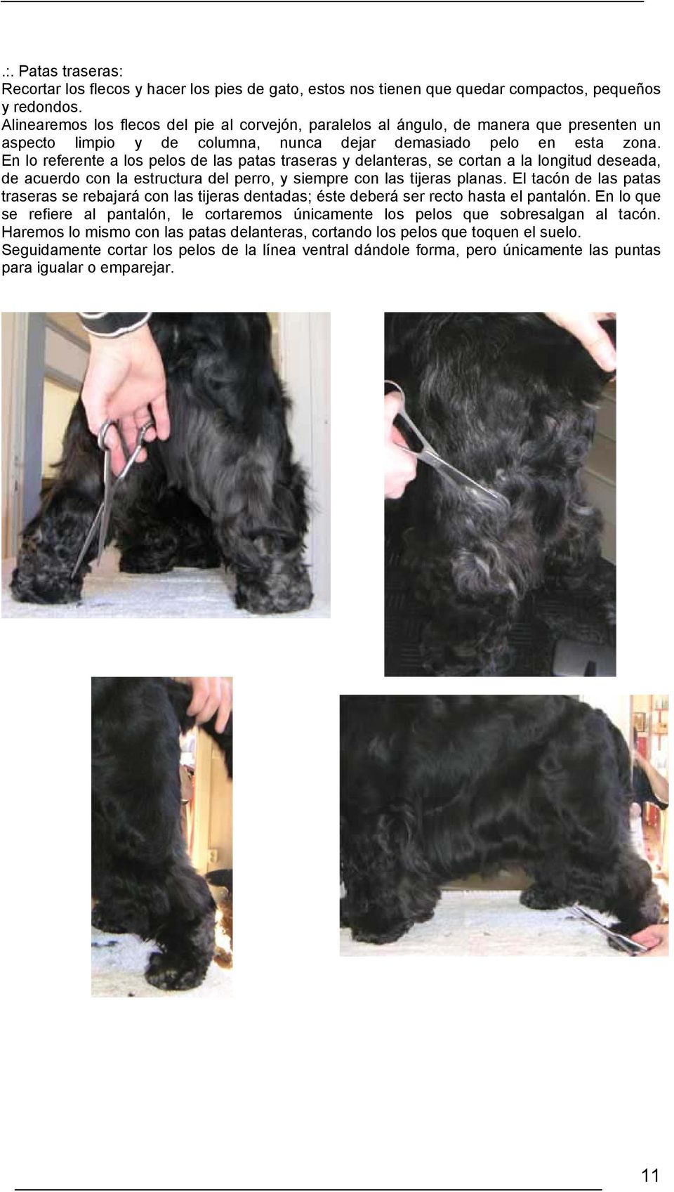 En lo referente a los pelos de las patas traseras y delanteras, se cortan a la longitud deseada, de acuerdo con la estructura del perro, y siempre con las tijeras planas.