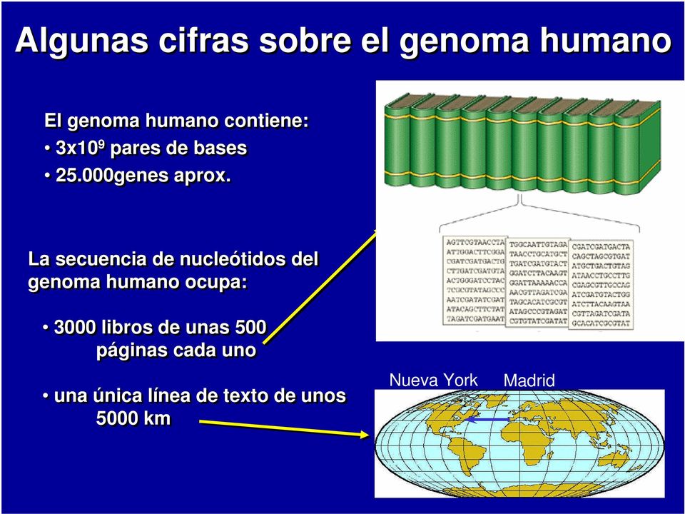 La secuencia de nucleótidos del genoma humano ocupa: 3000 libros