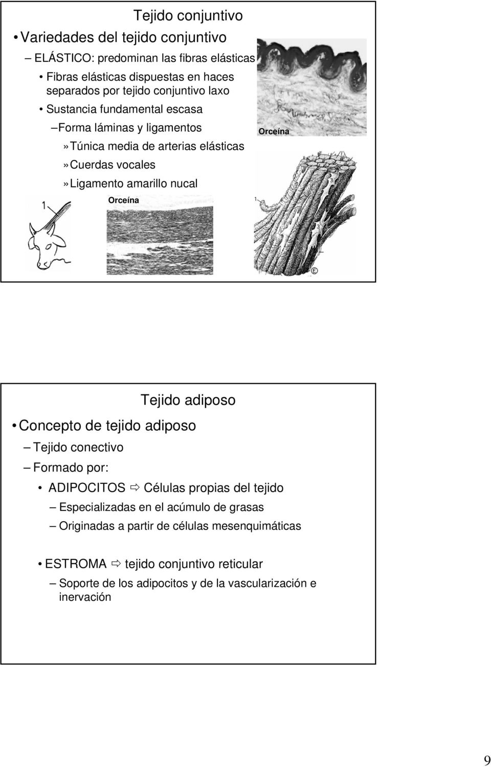 Orceína Orceína Tejido adiposo Concepto de tejido adiposo Tejido conectivo Formado por: ADIPOCITOS Células propias del tejido Especializadas en el