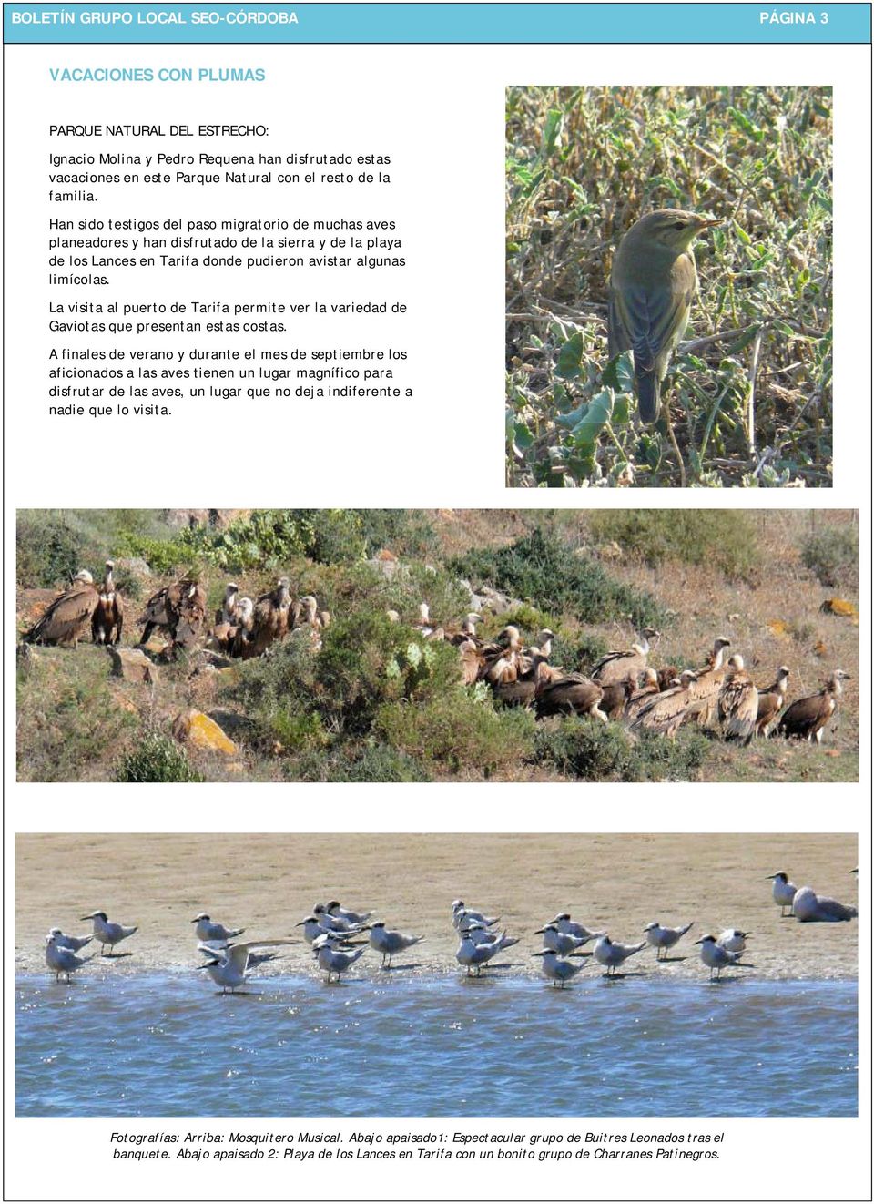 Han sido testigos del paso migratorio de muchas aves planeadores y han disfrutado de la sierra y de la playa de los Lances en Tarifa donde pudieron avistar algunas limícolas.
