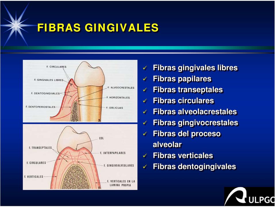 Fibras alveolacrestales Fibras gingivocrestales