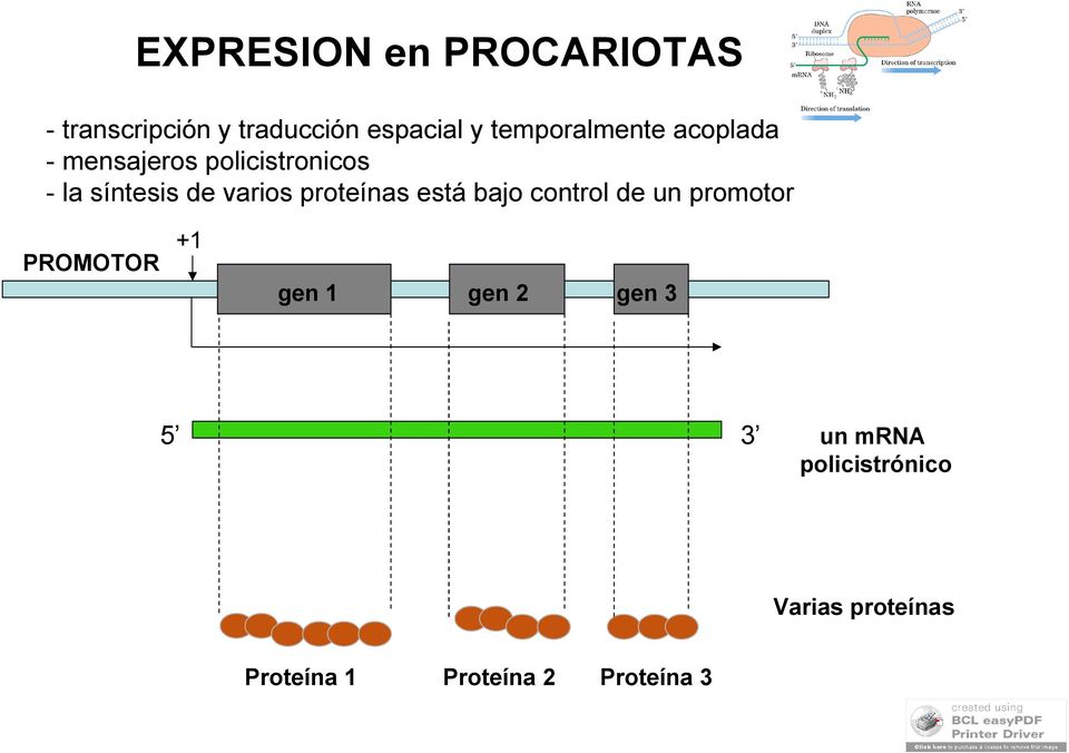 varios proteínas está bajo control de un promotor PROMOTOR +1 gen 1 gen