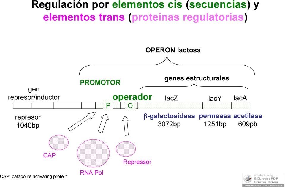 PROMOTOR P operador O genes estructurales lacz lacy laca -galactosidasa
