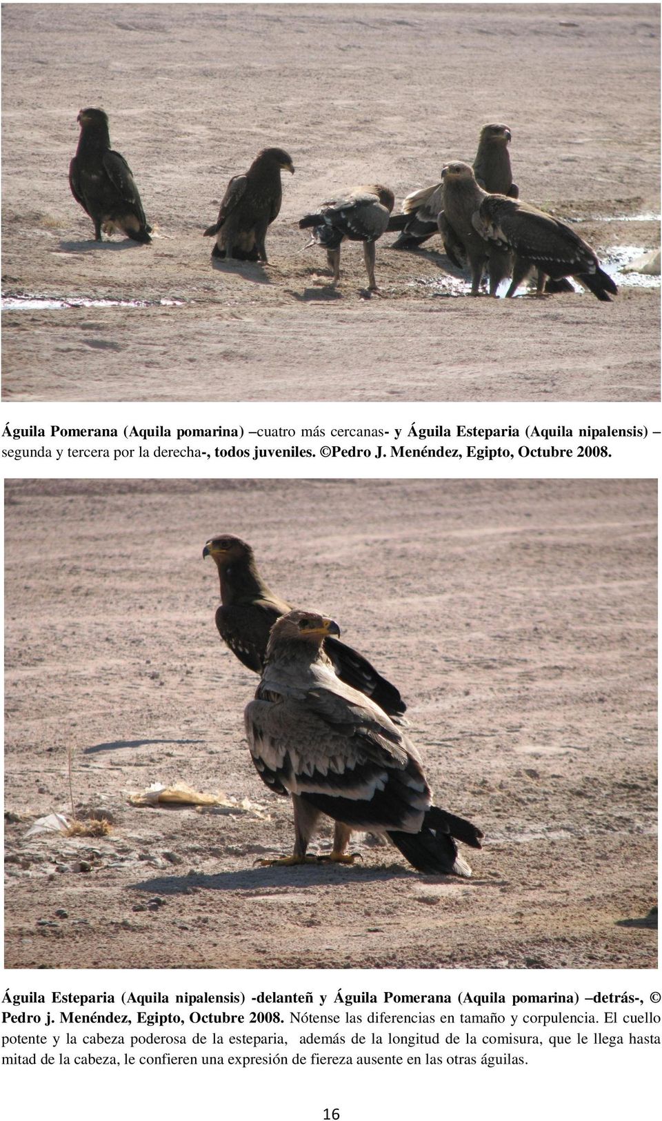 Águila Esteparia (Aquila nipalensis) -delanteñ y Águila Pomerana (Aquila pomarina) detrás-, Pedro j. Menéndez, Egipto, Octubre 2008.