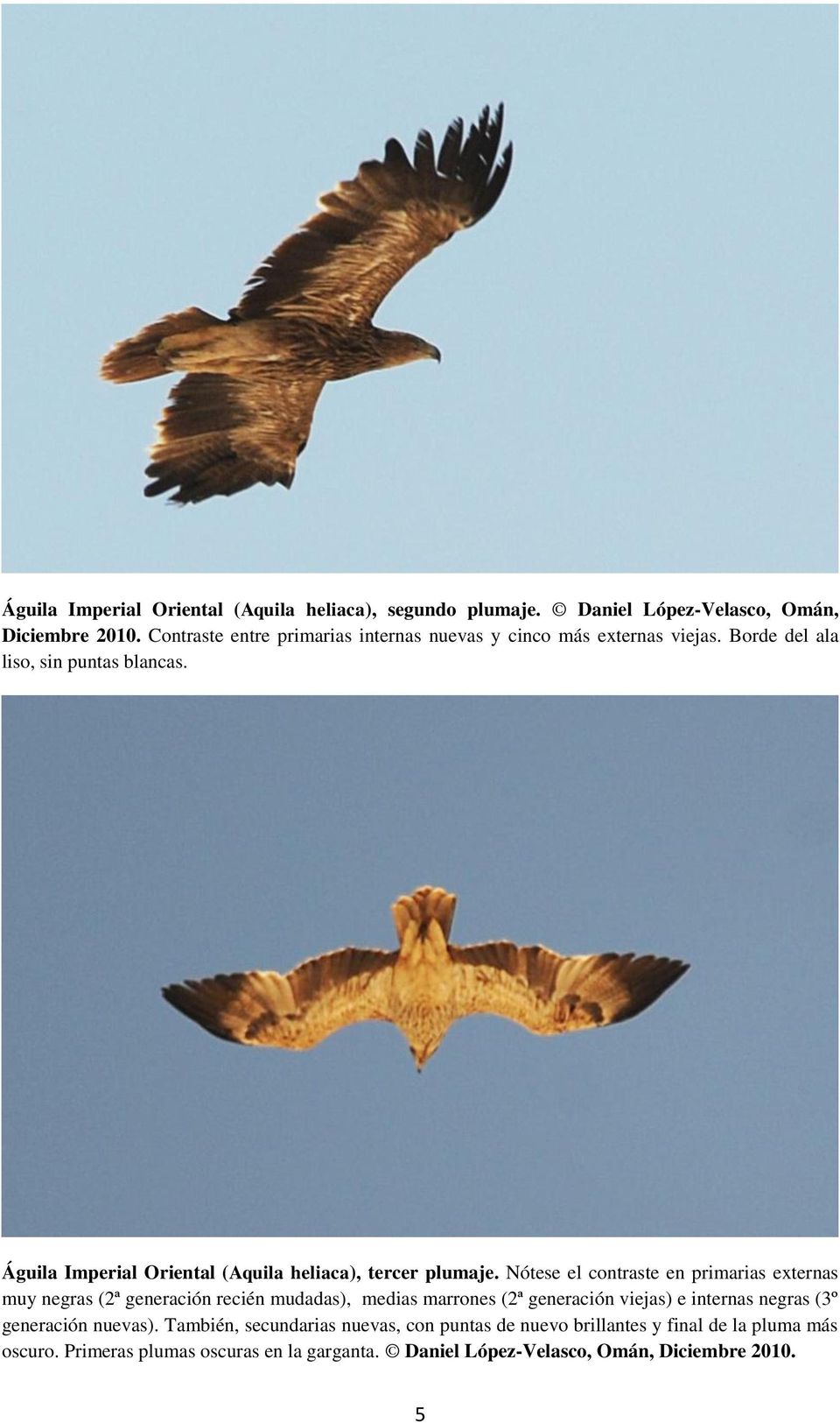 Águila Imperial Oriental (Aquila heliaca), tercer plumaje.