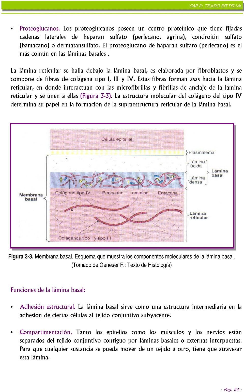 La lámina reticular se halla debajo la lámina basal, es elaborada por fibroblastos y se compone de fibras de colágena tipo I, III y IV.