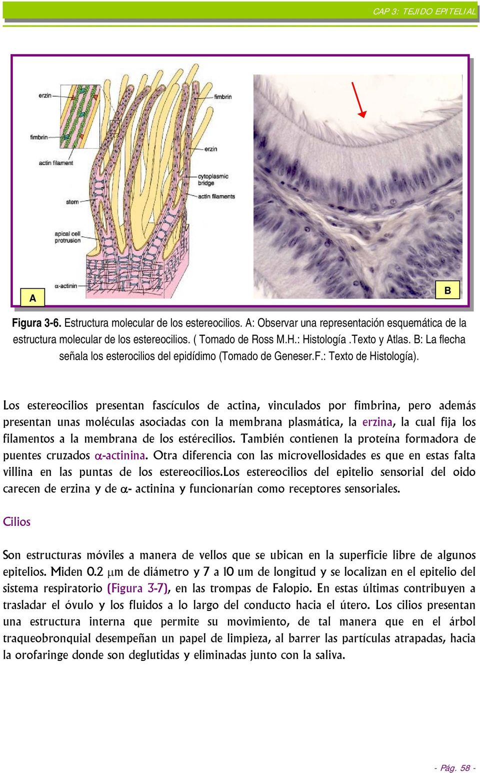 Los estereocilios presentan fascículos de actina, vinculados por fimbrina, pero además presentan unas moléculas asociadas con la membrana plasmática, la erzina, la cual fija los filamentos a la