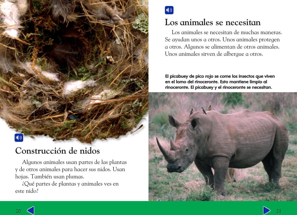 El picabuey de pico rojo se come los insectos que viven en el lomo del rinoceronte. Esto mantiene limpio al rinoceronte.