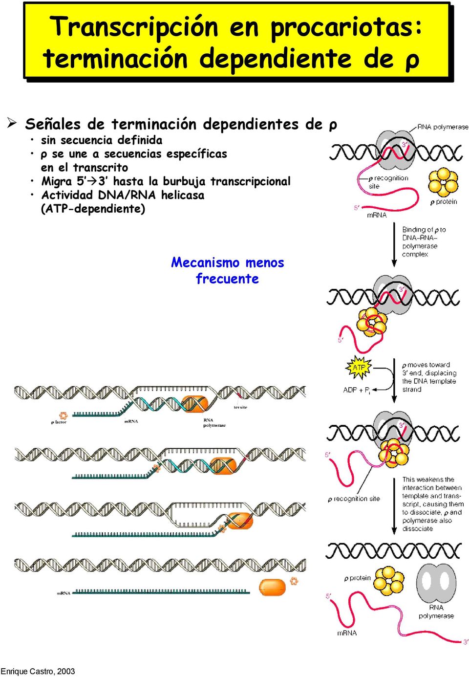 secuencias específicas en el transcrito Migra 5 3 hasta la burbuja