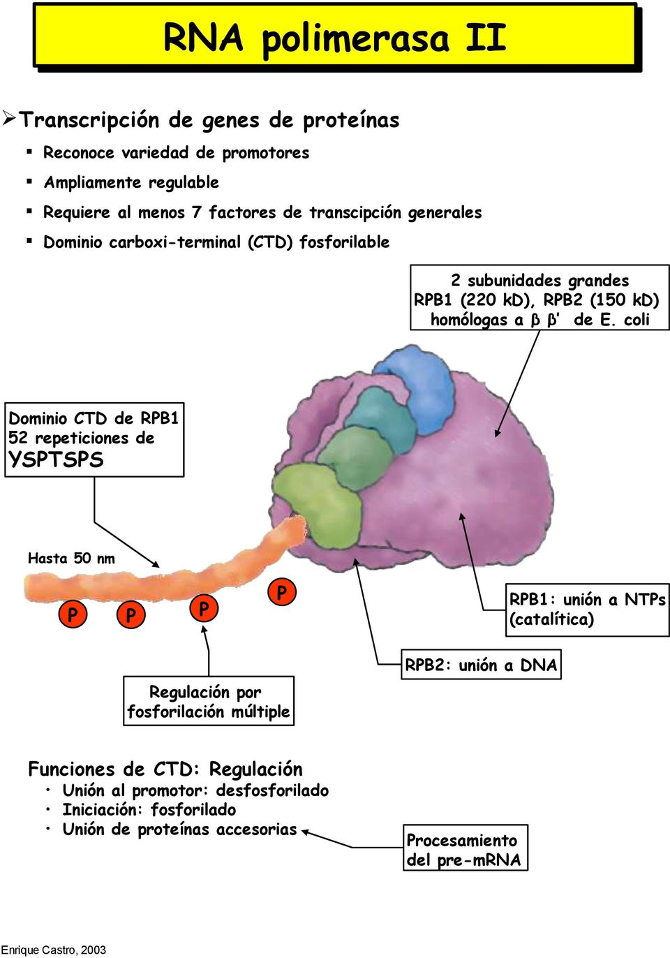 coli Dominio CTD de RPB1 52 repeticiones de YSPTSPS Hasta 50 nm P P P P RPB1: unión a NTPs (catalítica) RPB2: unión a DNA Regulación por