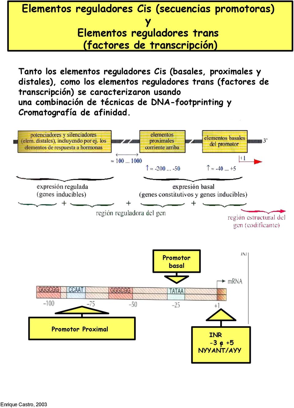 elementos reguladores trans (factores de transcripción) se caracterizaron usando una combinación de