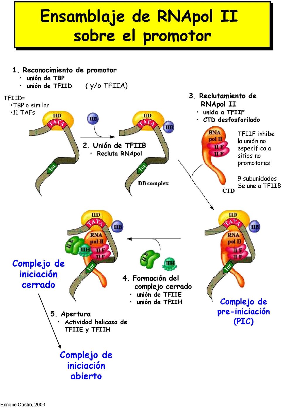Unión de TFIIB Recluta RNApol TFIIF inhibe la unión no específica a sitios no promotores 9 subunidades Se une a TFIIB Complejo de
