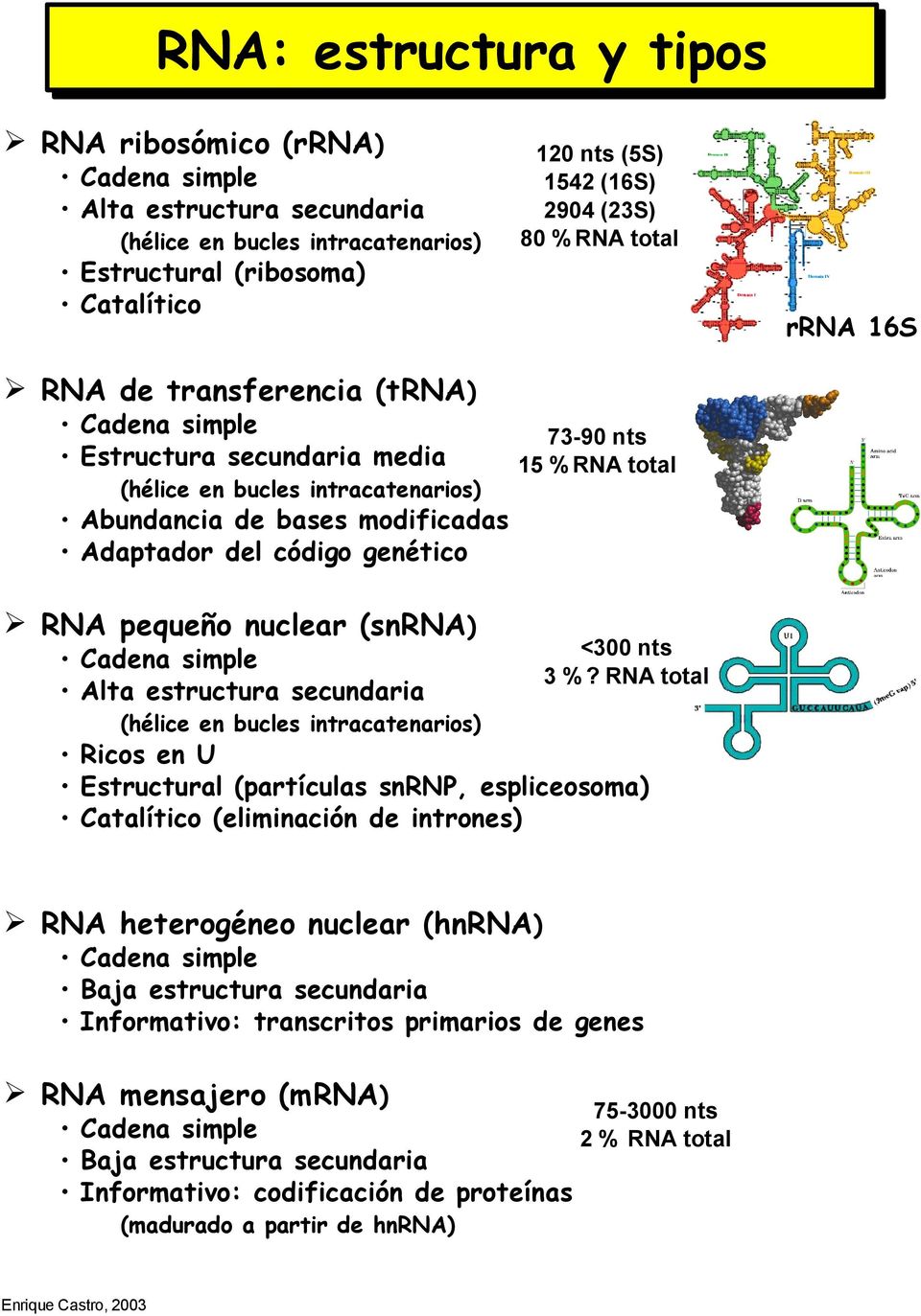 código genético RNA pequeño nuclear (snrna) Cadena simple Alta estructura secundaria <300 nts 3 %?