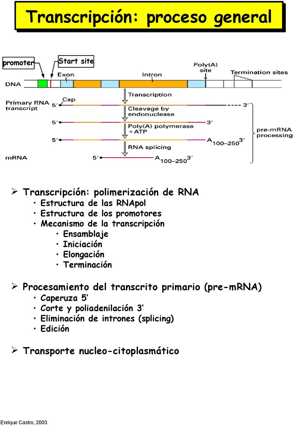 Iniciación Elongación Terminación Procesamiento del transcrito primario (pre-mrna) Caperuza 5