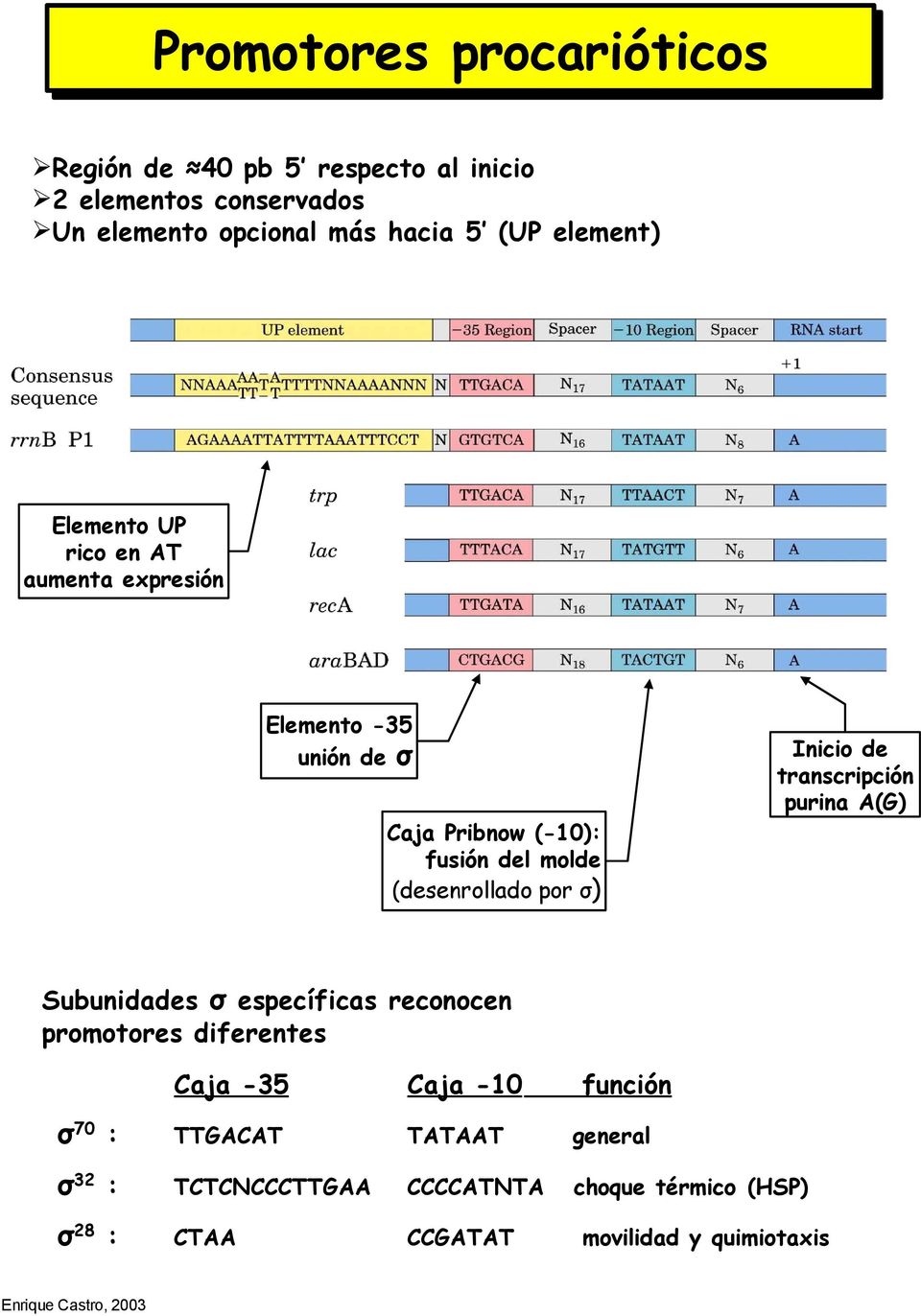 por σ) Inicio de transcripción purina A(G) Subunidades σ específicas reconocen promotores diferentes Caja -35 Caja -10 σ70 :