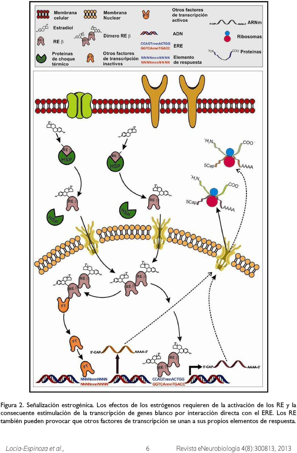 estimulación de la transcripción de genes blanco por interacción directa con el ERE.