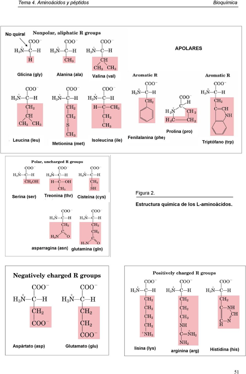 Cisteína (cys) Figura 2. Estructura química de los L-aminoácidos.