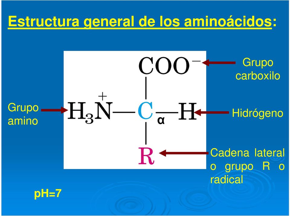 Grupo amino α Hidrógeno ph=7