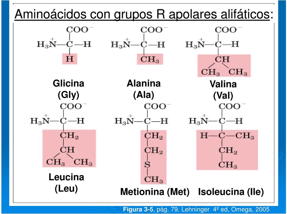 Leucina (Leu) Metionina (Met) Isoleucina