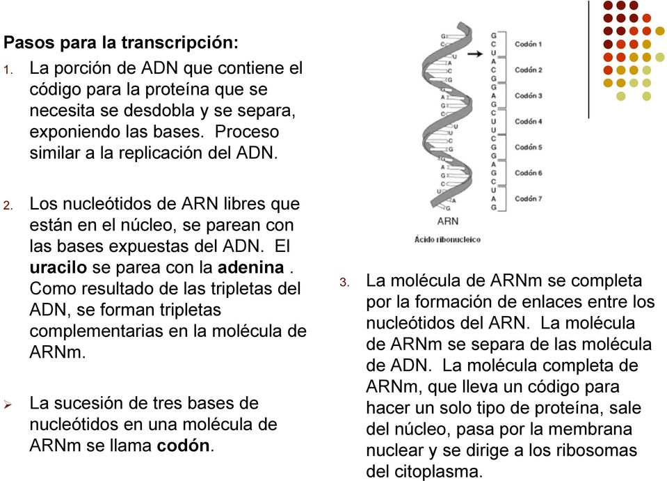 Como resultado de las tripletas del ADN, se forman tripletas complementarias en la molécula de ARNm. La sucesión de tres bases de nucleótidos en una molécula de ARNm se llama codón. 3.