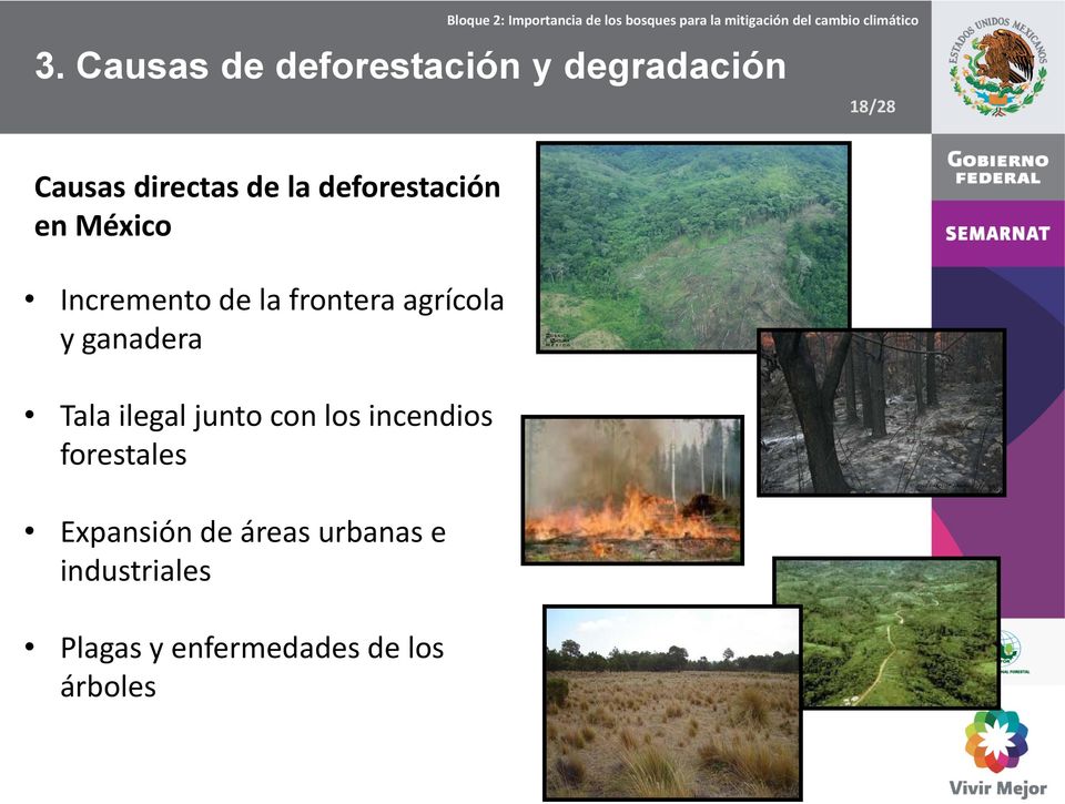 ganadera Tala ilegal junto con los incendios forestales Expansión