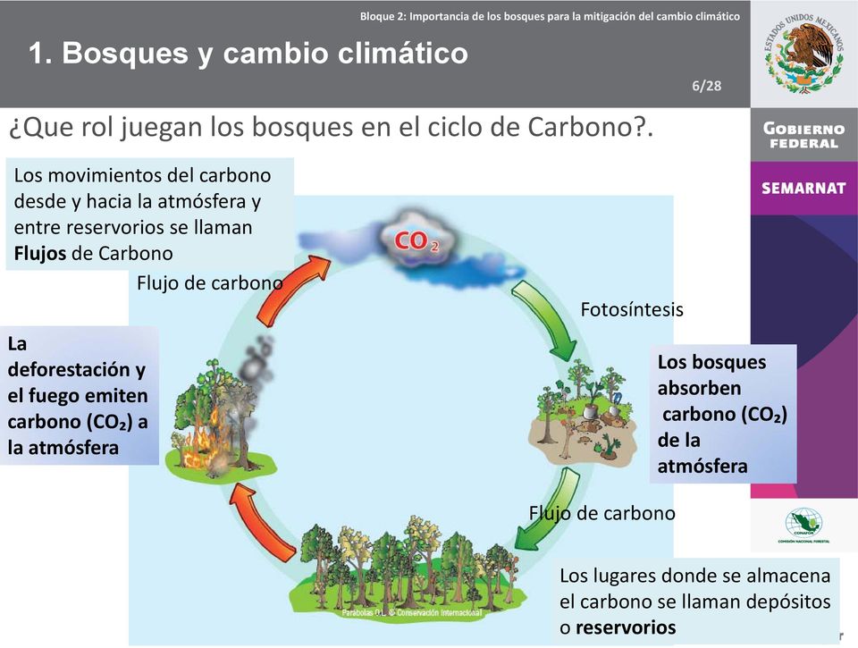 Carbono Flujo de carbono La deforestación y el fuego emiten carbono (CO₂) a la atmósfera Fotosíntesis Los