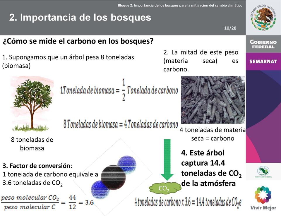 La mitad de este peso (materia seca) es carbono. 8 toneladas de biomasa 3.