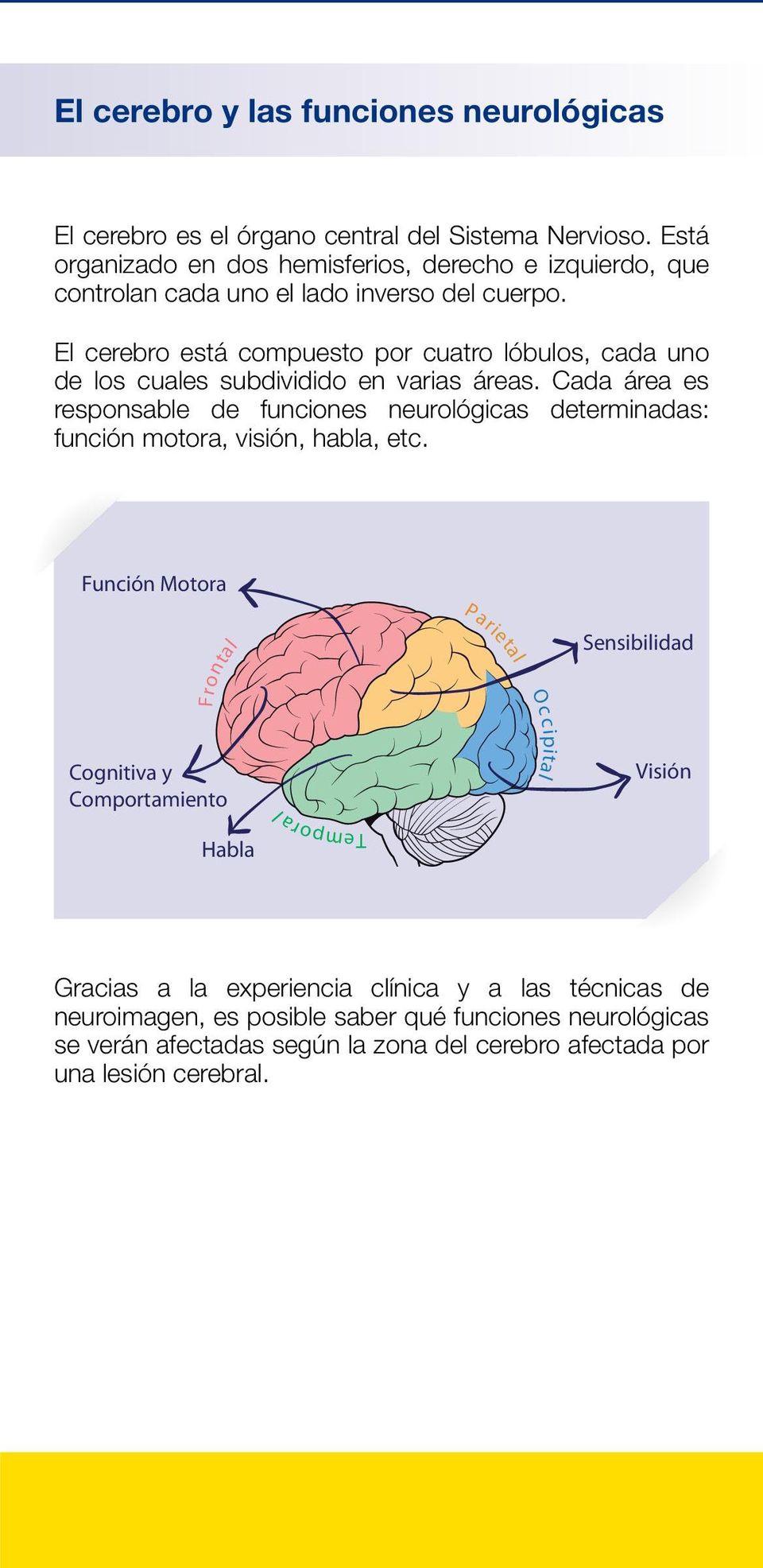 El cerebro está compuesto por cuatro lóbulos, cada uno de los cuales subdividido en varias áreas.