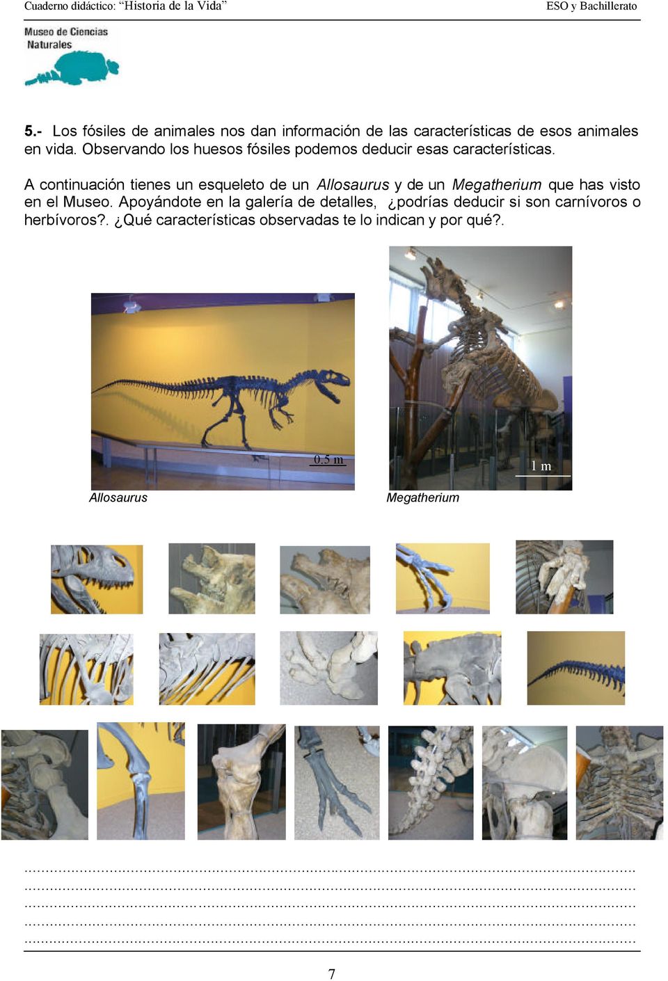 A continuación tienes un esqueleto de un Allosaurus y de un Megatherium que has visto en el Museo.