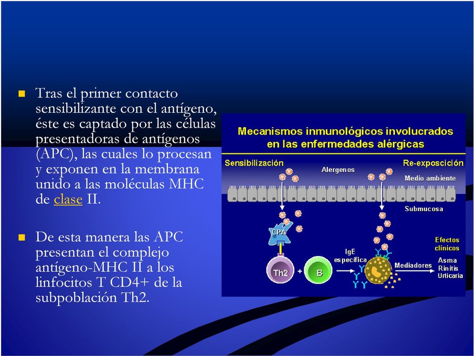 la membrana unido a las moléculas MHC de clase II.