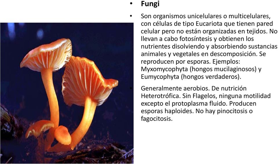 Se reproducen por esporas. Ejemplos: Myxomycophyta (hongos mucilaginosos) y Eumycophyta (hongos verdaderos). Generalmente aerobios.