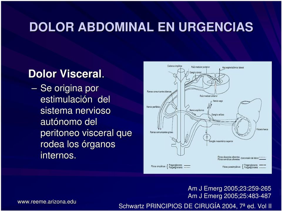 autónomo del peritoneo visceral que rodea los órganos