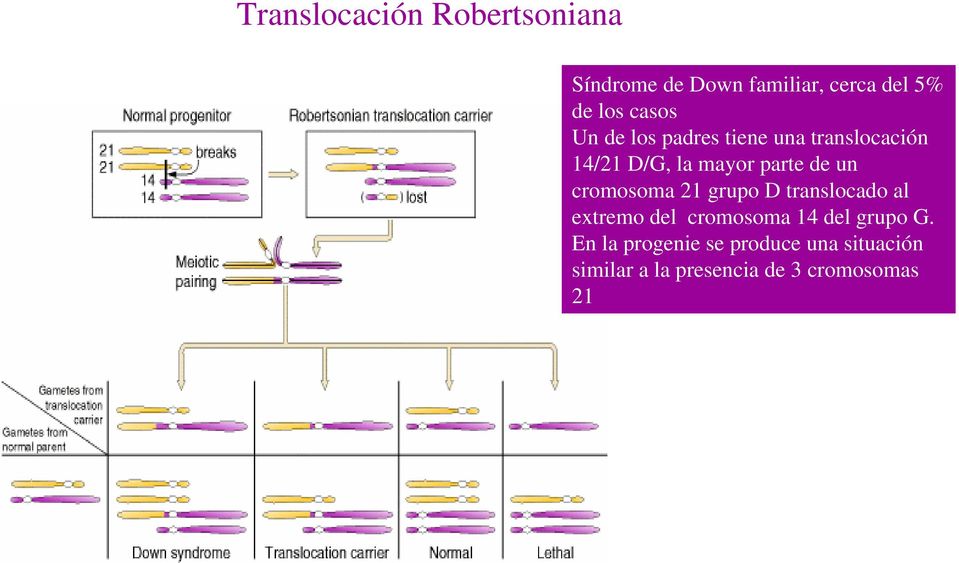 un cromosoma 21 grupo D translocado al extremo del cromosoma 14 del grupo G.
