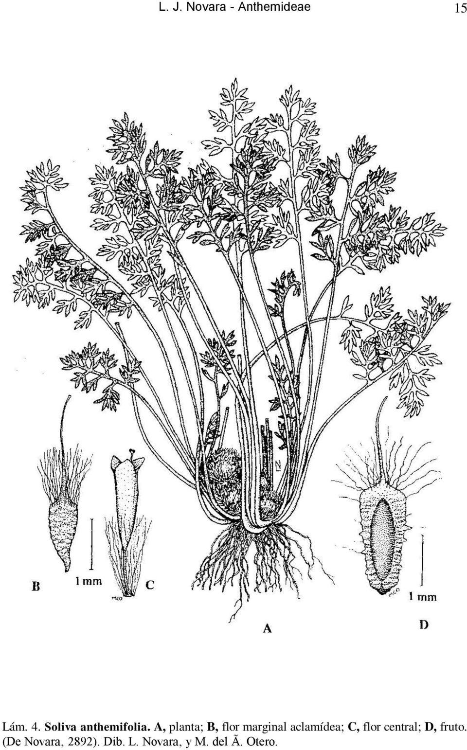 A, planta; B, flor marginal aclamídea; C,
