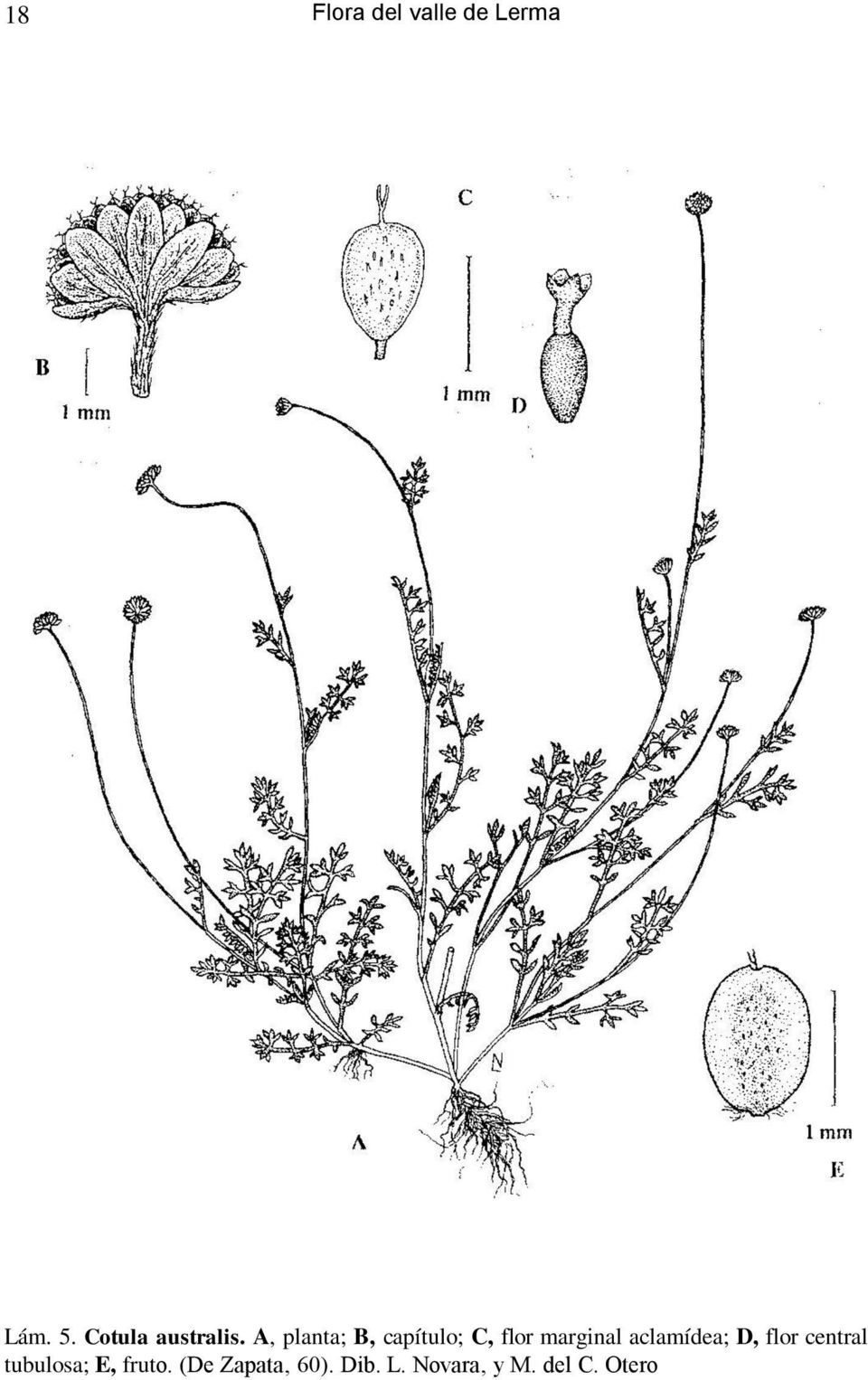 A, planta; B, capítulo; C, flor marginal