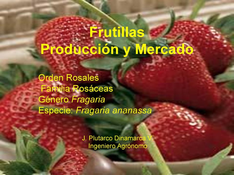 Fragaria Especie: Fragaria ananassa